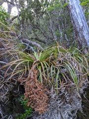 Dracophyllum