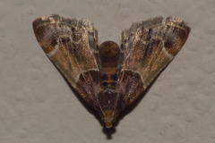 Pyralis farinalis