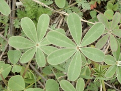 Lupinus succulentus