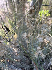 Senecio filaginoides