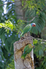 Geoffroyus geoffroyi