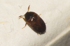 Attagenus