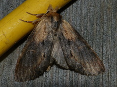 Dasylophia thyatiroides