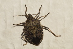Halyomorpha halys