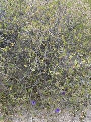 Ruellia californica peninsularis