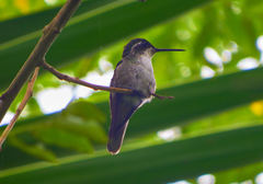 Lampornis viridipallens