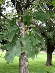 Quercus velutina
