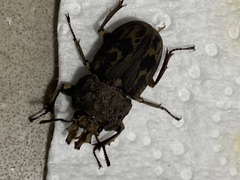 Ryssonotus nebulosus