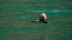 Phalacrocorax punctatus punctatus
