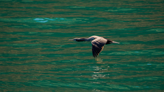 Phalacrocorax punctatus punctatus