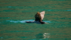 Phalacrocorax punctatus punctatus
