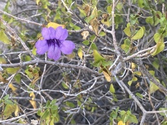 Ruellia californica peninsularis