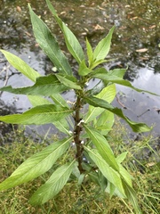 Hygrophila costata