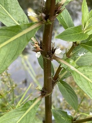 Hygrophila costata