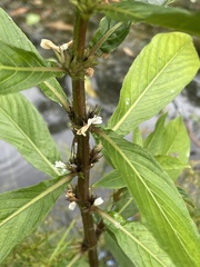 Hygrophila costata