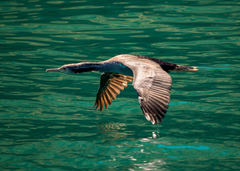 Phalacrocorax punctatus punctatus