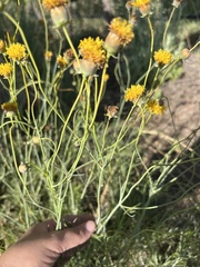 Thelesperma megapotamicum