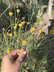 Thelesperma megapotamicum