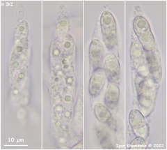 Melanopsamma pomiformis