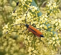 Stenoderus suturalis