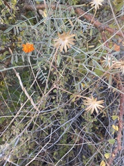 Adenophyllum speciosum