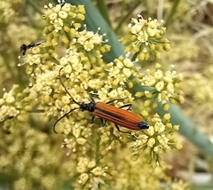 Stenoderus suturalis