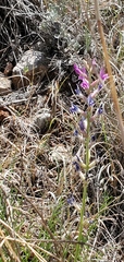Oxytropis lambertii