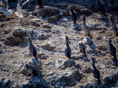 Phalacrocorax punctatus punctatus
