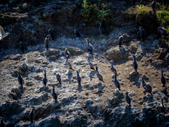 Phalacrocorax punctatus punctatus
