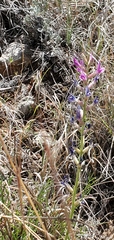 Oxytropis lambertii