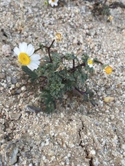 Perityle crassifolia