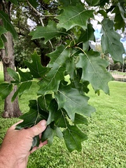 Quercus velutina
