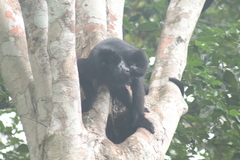 Alouatta pigra