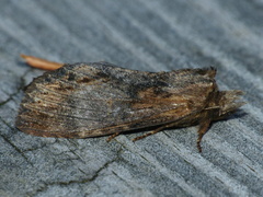 Dasylophia thyatiroides