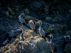 Phalacrocorax punctatus punctatus