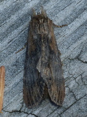 Dasylophia thyatiroides