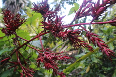 Aechmea blanchetiana