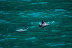 Cephalorhynchus hectori hectori