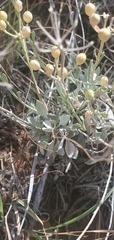 Physaria ovalifolia