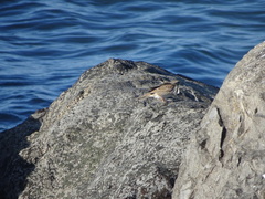 Passerculus sandwichensis princeps