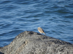 Passerculus sandwichensis princeps
