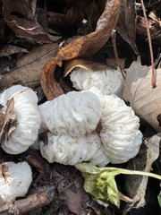 Hypomyces tremellicola