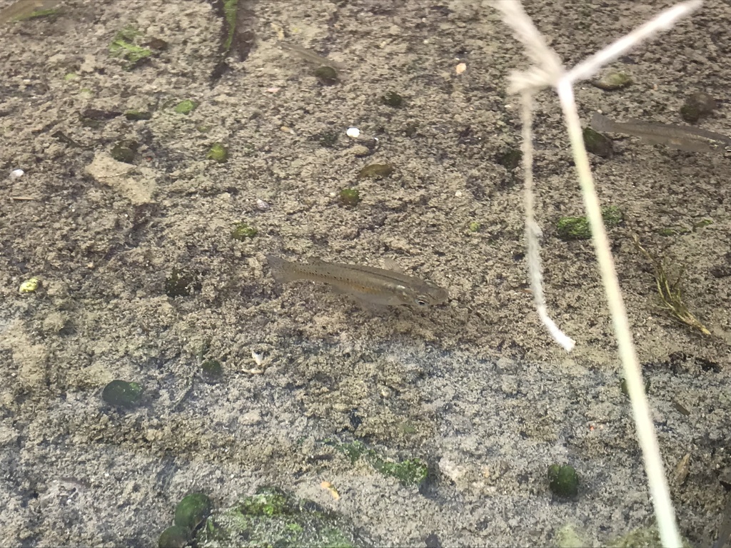 Cuban Mosquitofish