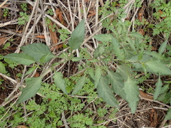 Solanum douglasii