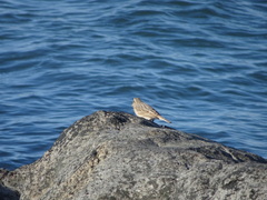 Passerculus sandwichensis princeps