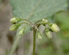 Solanum douglasii