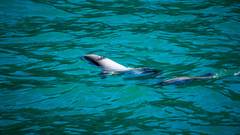 Cephalorhynchus hectori hectori
