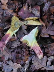 Xerocomellus dryophilus