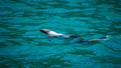 Cephalorhynchus hectori hectori