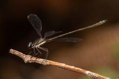 Miniargiolestes minimus